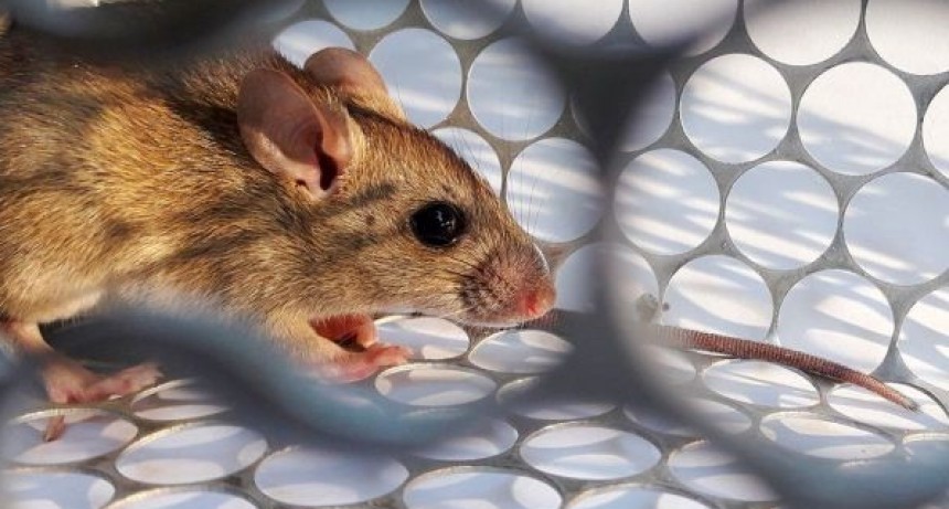 El Gobernador descartó casos de hantavirus en Entre Ríos 