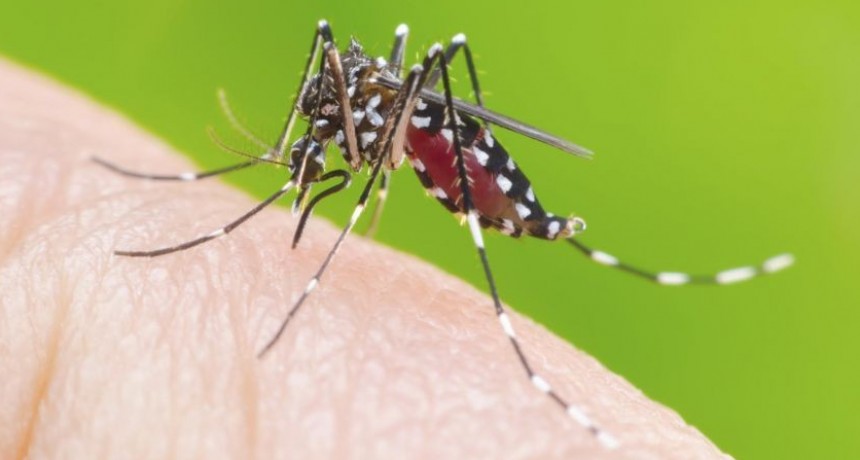 Se promulgó el Plan Rector de lucha contra el mosquito Aedes Aegypti 