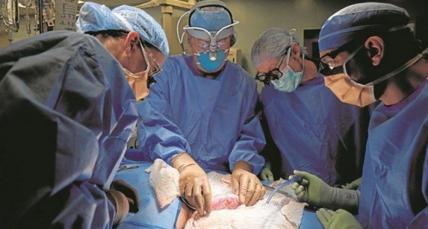 Cirujanos trasplantan con éxito un corazón de cerdo a una persona