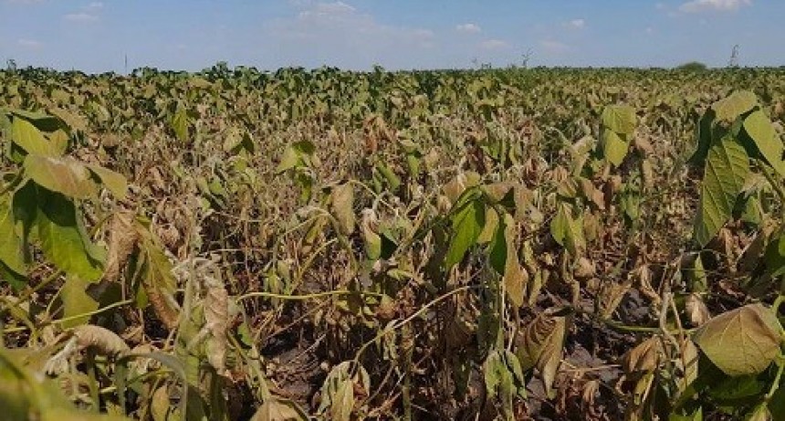 El campo pide reprogramar deudas y acceder a créditos blandos para paliar los efectos de la sequía