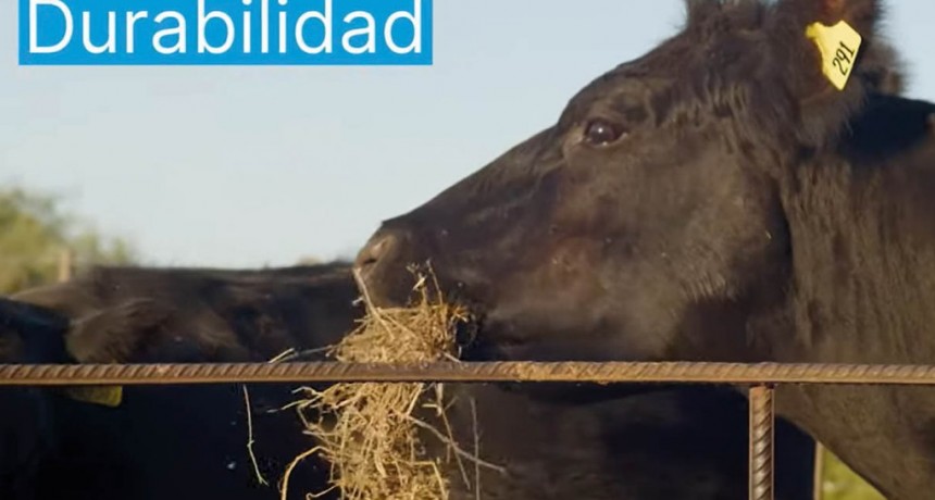 MÁS ALLÁ DE LA TRAZABILIDAD       Identificación bovina: buenos registros que se traducen en más carne