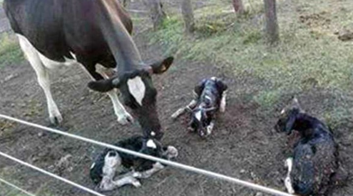 Asombro en Entre Ríos por la vaca que parió “trillizos”