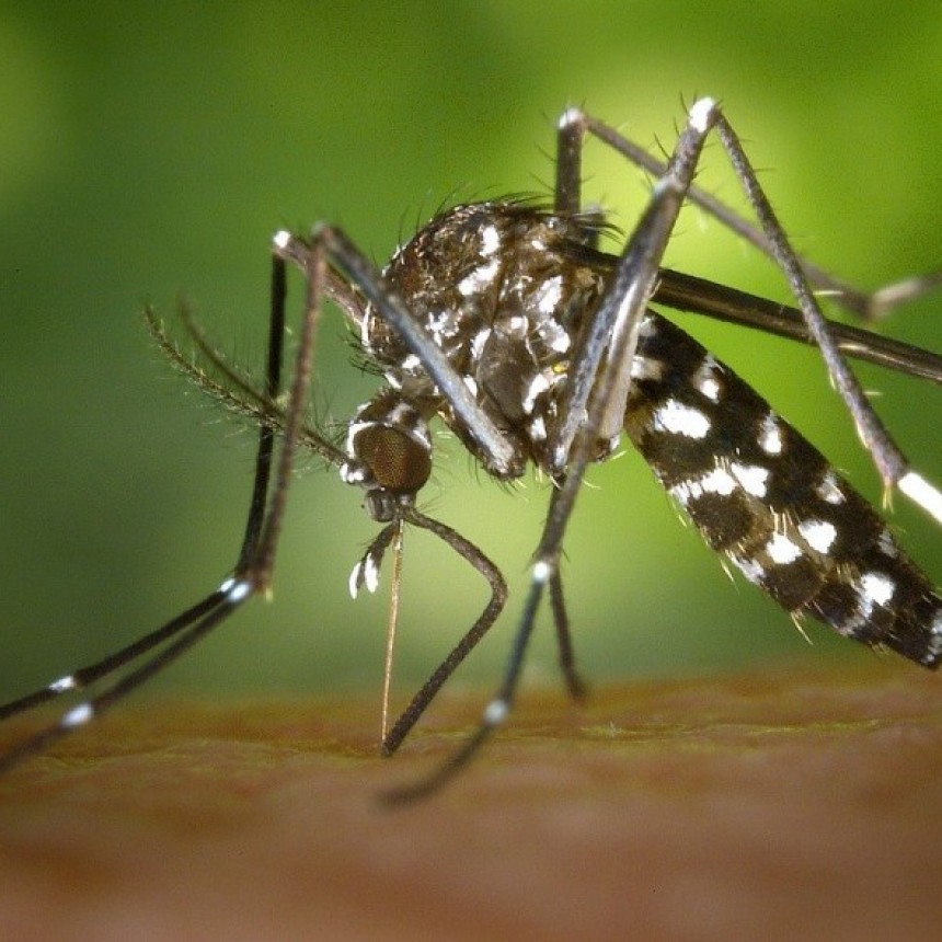 COMUNICADO DE POSIBLES INFECTADOS POR MOSQUITOS