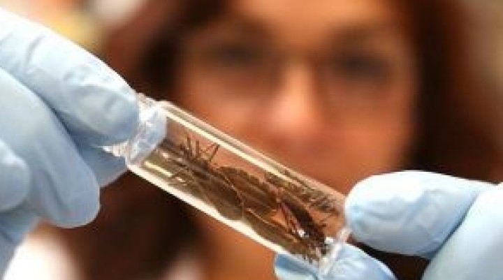 Aprueban medicamento para tratar la enfermedad de Chagas   15 abril, 2018