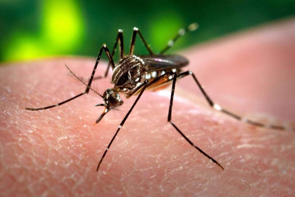 Técnica de fabricación casera y ecológica Dengue: investigadores desarrollan un método natural para combatirlo