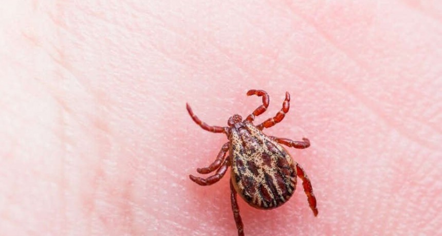 Un neurólogo aseguró que en Argentina hay casos autóctonos de Lyme, la enfermedad transmitida por garrapatas