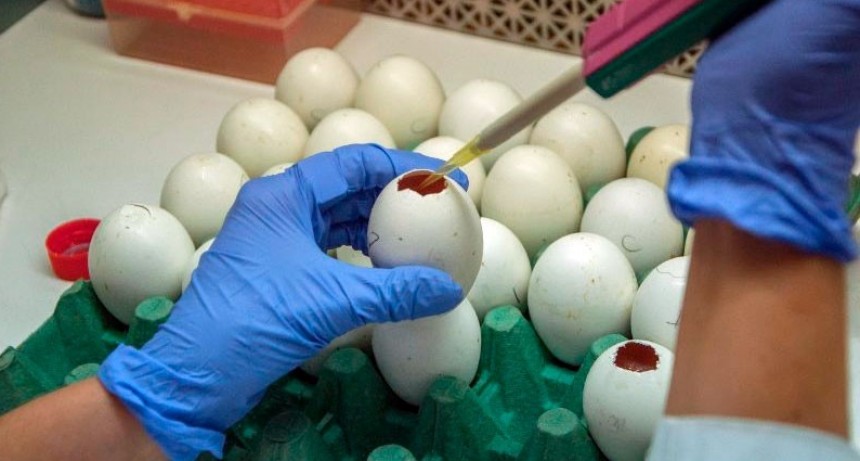 Investigadores argentinos neutralizan Covid-19 con derivados de llamas y huevos
