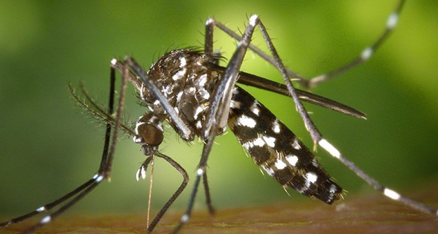 Paraná adhirió a la ley provincial de lucha contra el Mosquito Aedes Aegypti