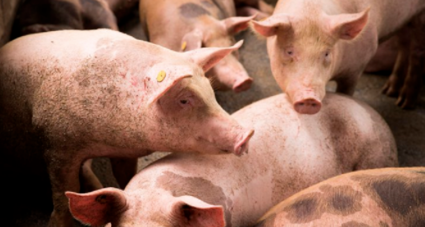 El Senasa declaró alerta sanitaria en el país ante la amenaza de Peste Porcina Africana