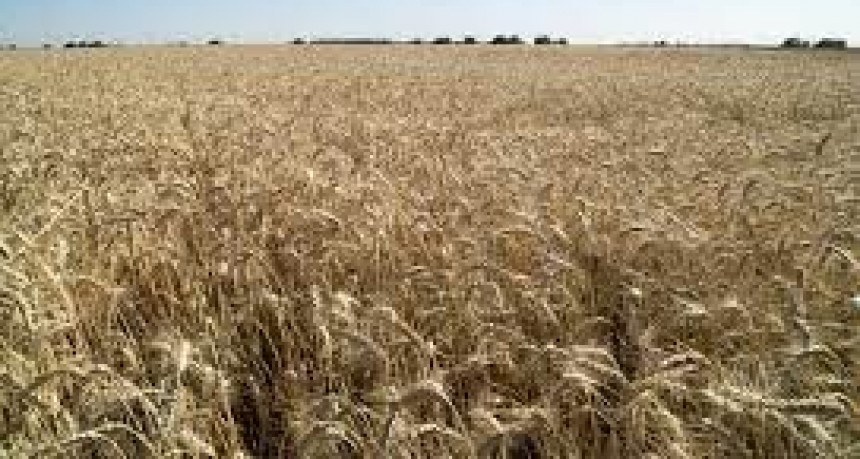 La siembra de trigo es la segunda más grande en 22 años en Entre Rios