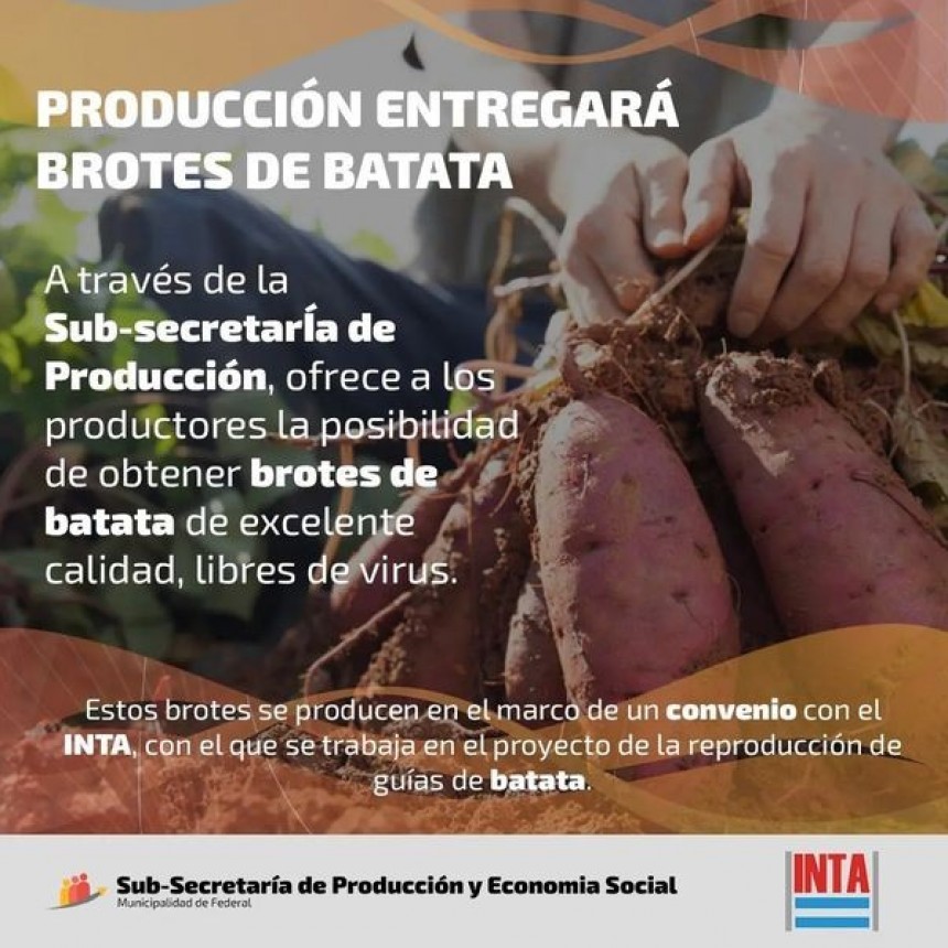 PRODUCCIÓN ENTREGARÁ BROTES DE BATATA